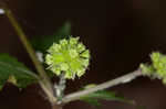 Clustered blacksnakeroot